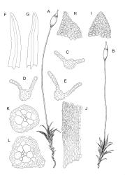 Gymnostomum.  A–L:  G. calcareum. A–B, habit with capsule, moist. C–E, leaf cross-sections. F–G, stem leaves. H–I, leaf apices, showing variation in shape. J, lower laminal cells, margin on left. K–L, cross-sections of stems. Drawn from J.E. Beever 92-100, CHR 613193.
 Image: R.D. Seppelt © R.D.Seppelt All rights reserved